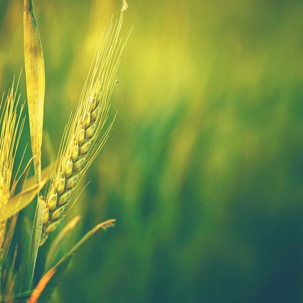 Wheat 277169675 1920